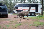 emu run in camp