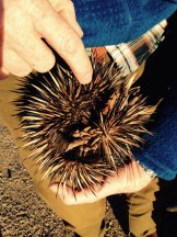 Echidna, Umberumberka Reservoir, Silverton