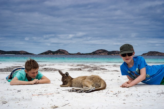 Kangaroo snoozing in cape le grand