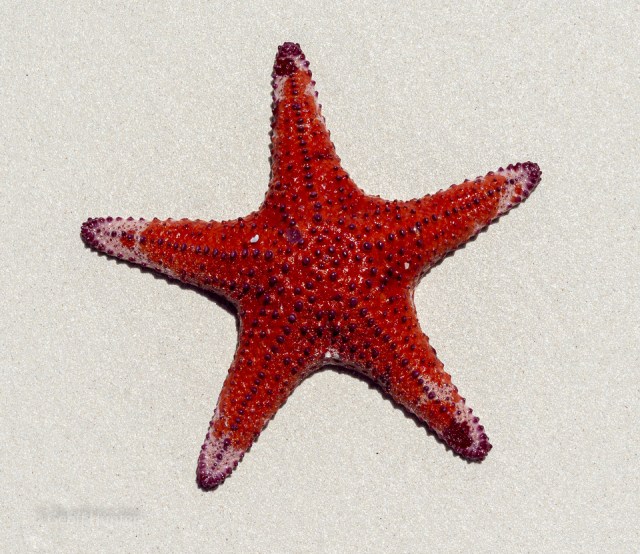 Starfish cape le grand