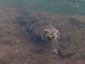 Georgie The Kununurra Kroc Star 2