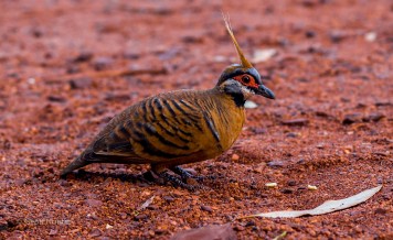 Spinifex Pidgeon