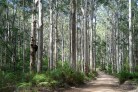 Boranup Forrest