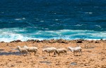 Ocean going sheep