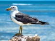 Pacific Gull Abrolhos Islands v2