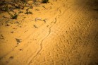 snake tracks