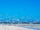 Tern Flock in Coral Bay