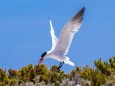 Caspian Tern Abrolhos Islands