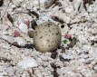 Fairy Tern Egg Abrolhos Islands