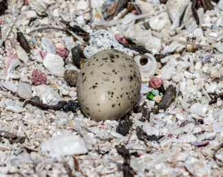 Fairy Tern Egg Abrolhos Islands