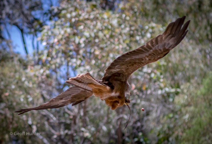 A Kite being fed out of the cage