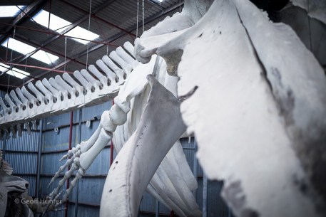 blue whale skelton at whale station