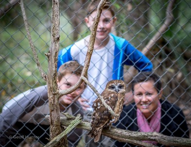 Boobook Owl with Fam in background
