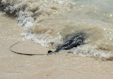 Careful where you walk when on the beach 2