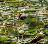 Comb crested Jacana