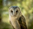 Ivy the barn owl