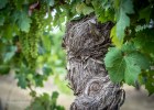 Old Margaret River Vines