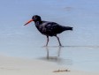 Sooty Oystercatcher at Peaceful Bay_