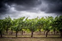 Vineyard Rain