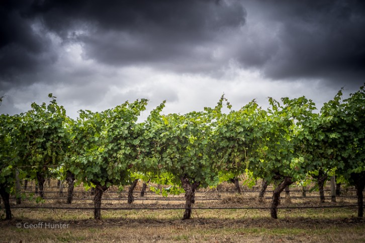 Vineyard Rain