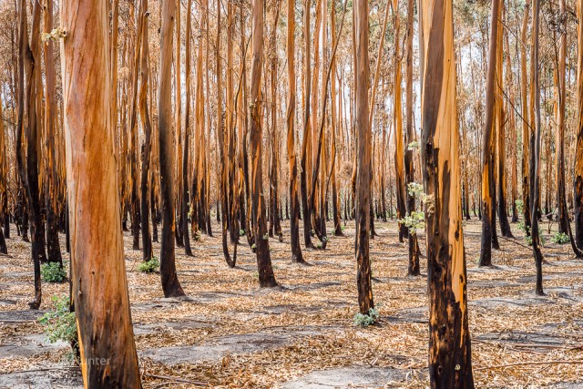 bush fires Esperance
