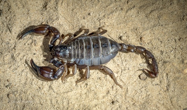 Scorpion at Cape Le Grand
