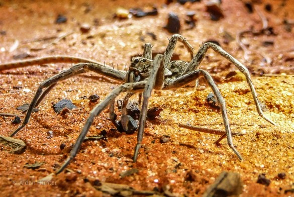 wolf spider by aidan 1