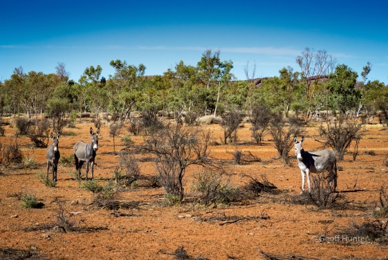 Chambers Pillar wild donkeys.jpg