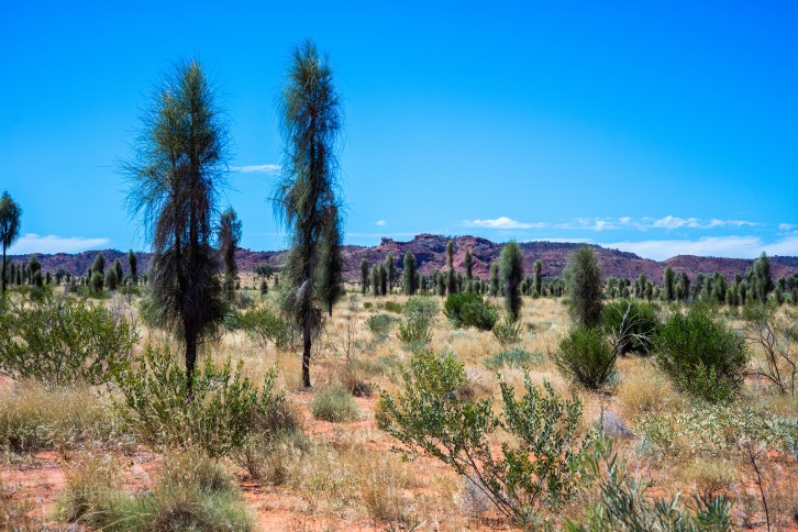 Chambers Pillar young desert oaks.jpg