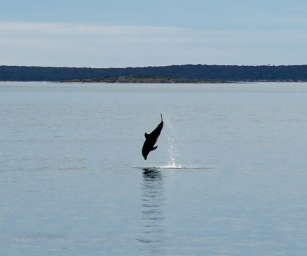 dolphin flippping out