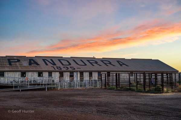 pandurra sheep station