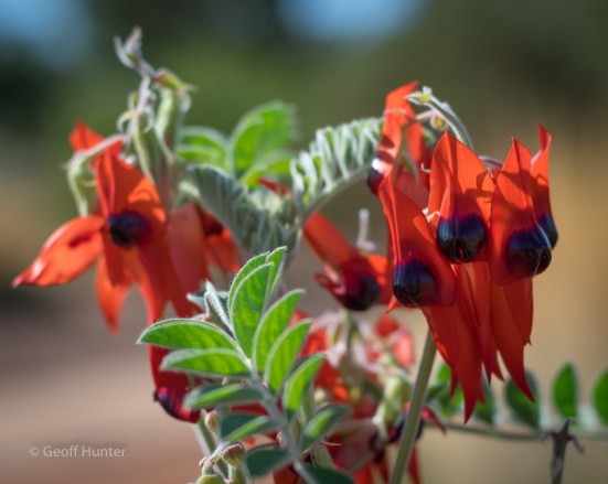 Sturt Desert Pea2