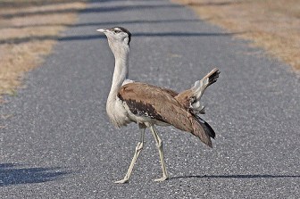 Australian Bustard Image