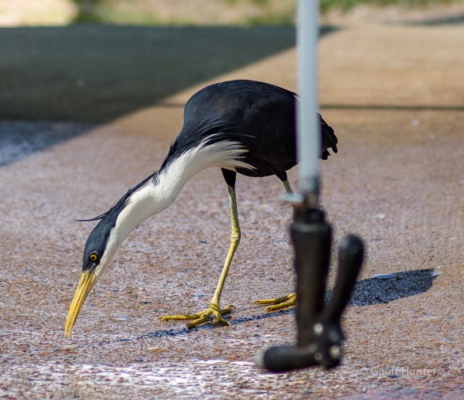 Pied Heron at fish cleaning station
