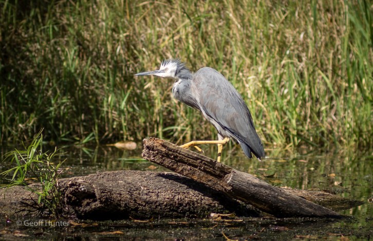 A great Heron on the Carnarvon Creek