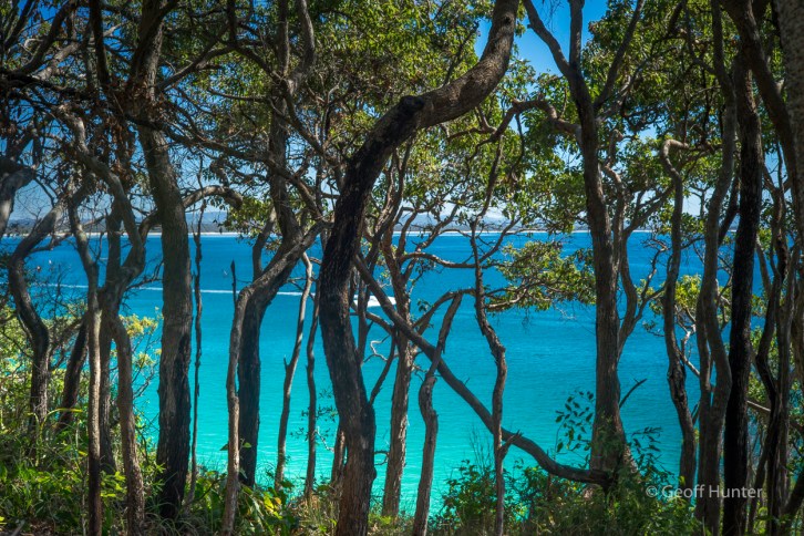 Bush along the Noosa Heads