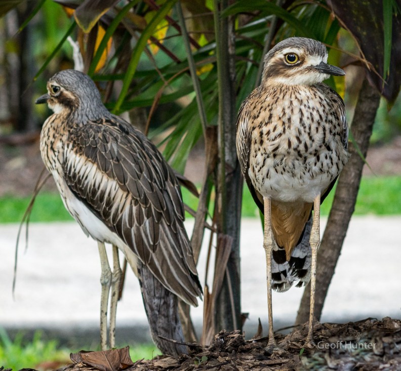 Bush-stone Curlew