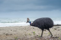 Cassowary on Etty Bay Beach