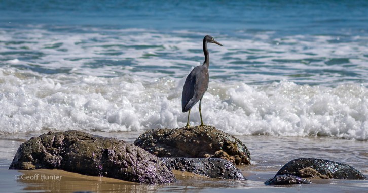 Eastern Reef Egret.jpg