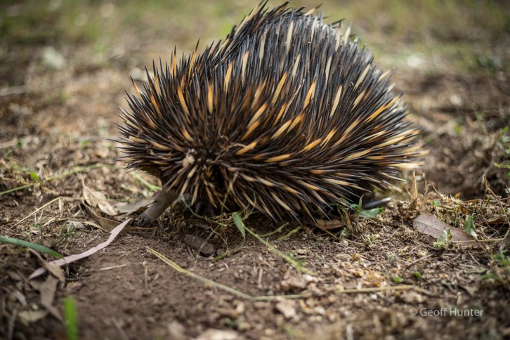 Echidna in Carnarvon Gorge