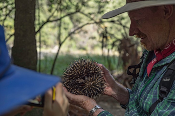 Echidna picked up.jpg