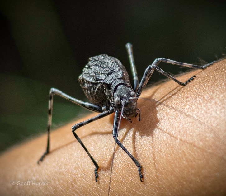 Katydid on mums arm_