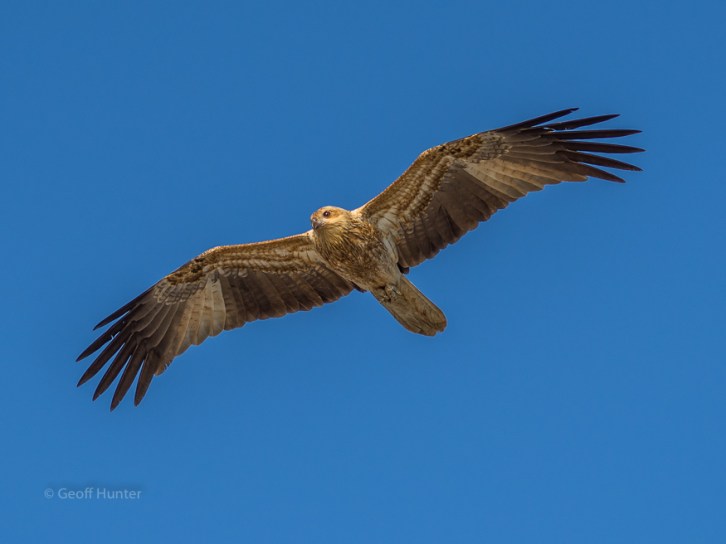 Whistling Kite - Karumba