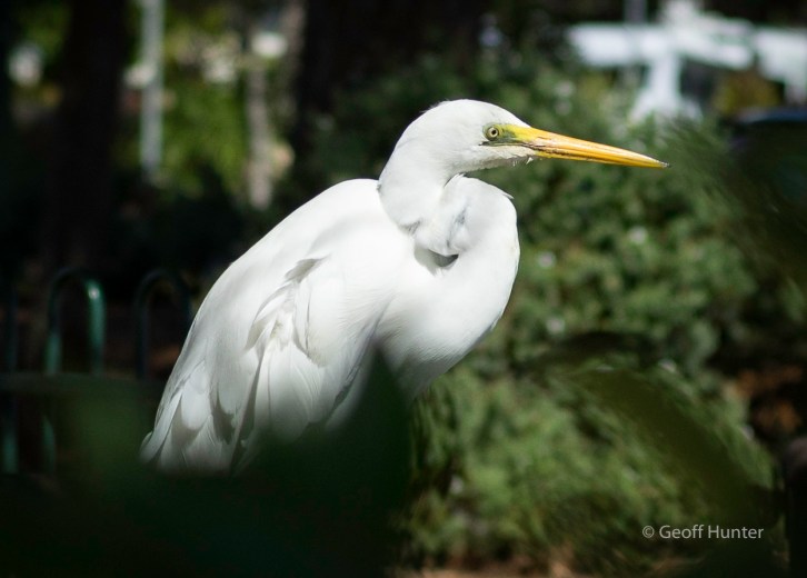 intermediate Egret_