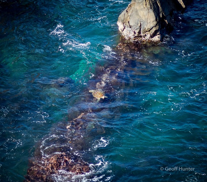 Loggerhead Turtle Feeding at Hells Gate Noosa