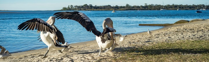 Squabbling Pelicans.jpg